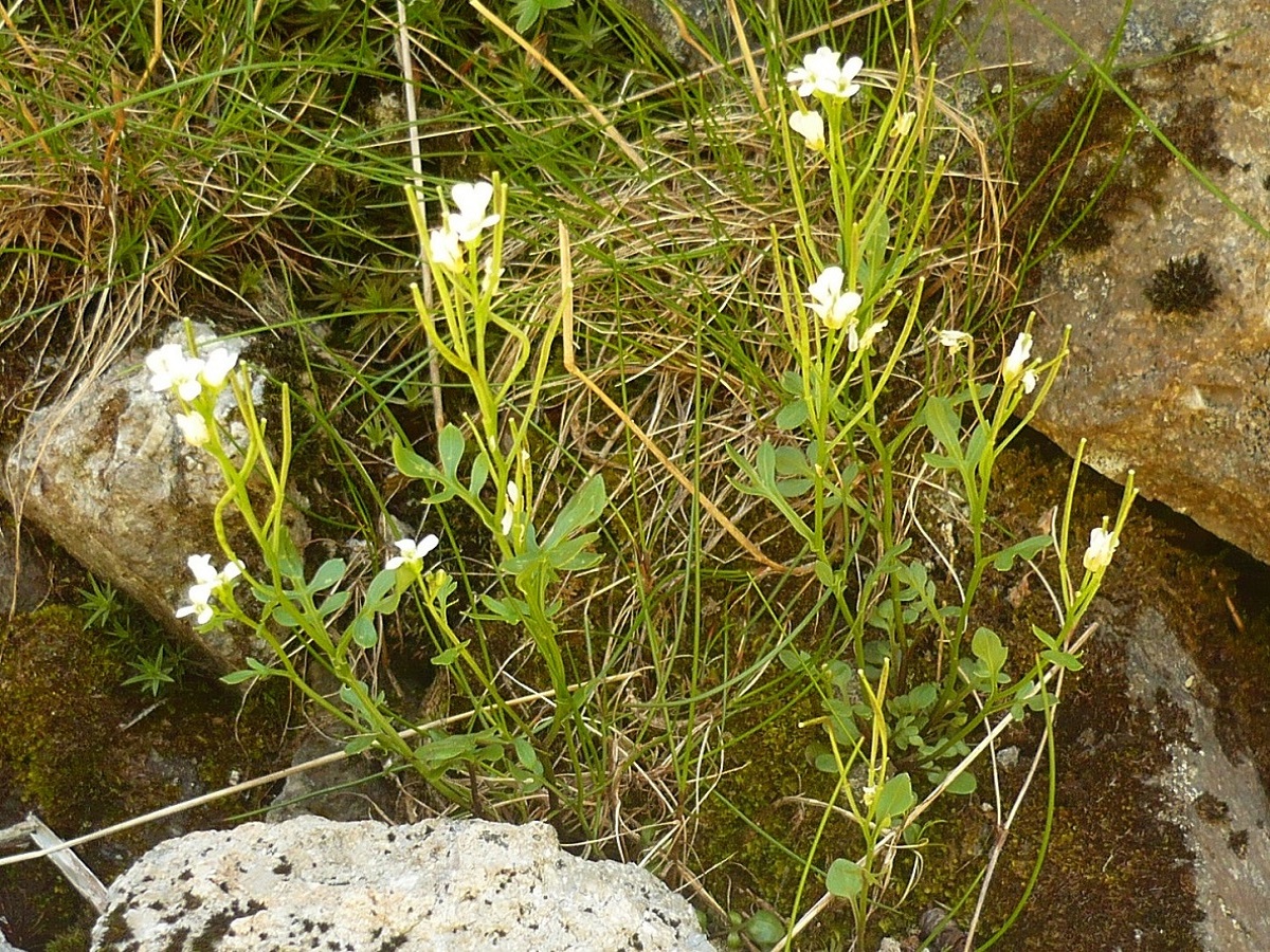 Cardamine resedifolia (Brassicaceae)
